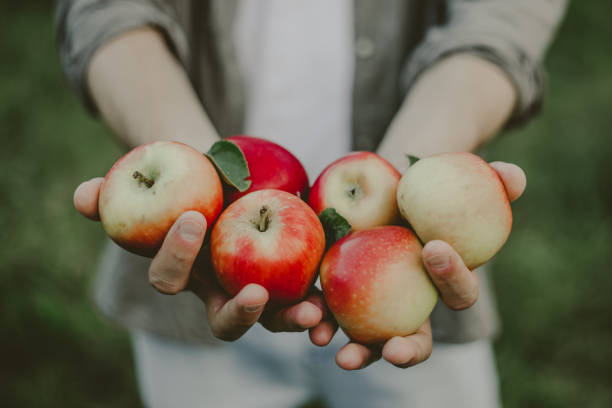 istock Man showing harvest fresh apples from garden 1001392902