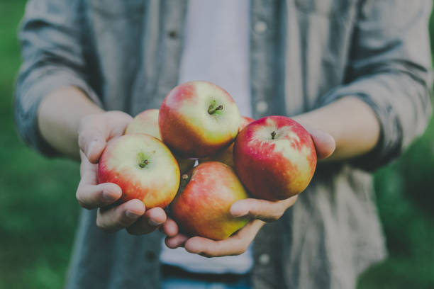 istock Man showing harvest fresh apples from garden 1001392926