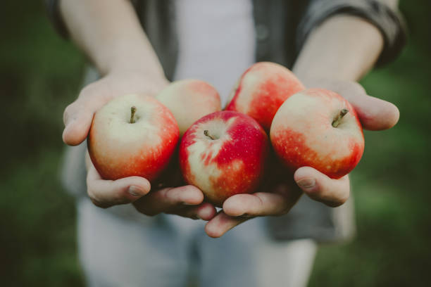 istock Man showing harvest fresh apples from garden 1001392988