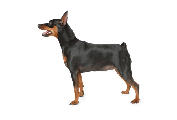 istock Miniature Pinscher dog standing on white background 1001393394