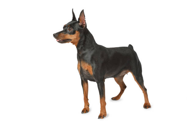 istock Miniature Pinscher isolated on white background 1001393398