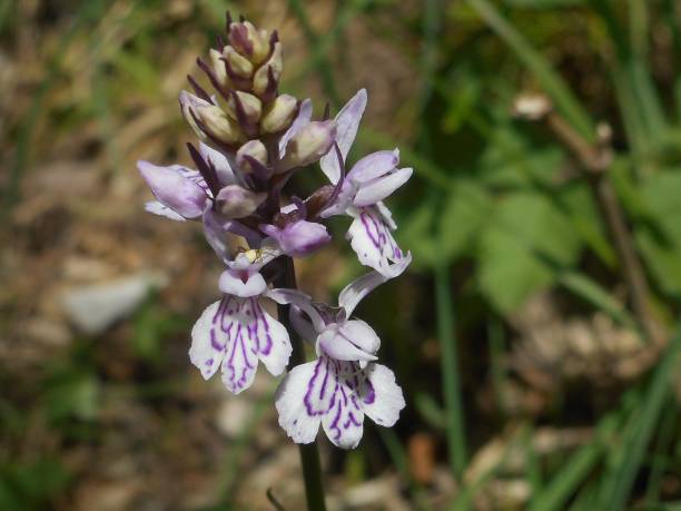 istock spotted orchid in the mountains 1001396706