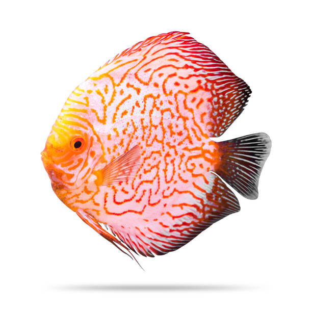 Discus fish isolated on white background. Orange pattern. ( Clipping path ) Discus fish isolated on white background. Orange pattern. ( Clipping path ) pompadour fish stock pictures, royalty-free photos & images