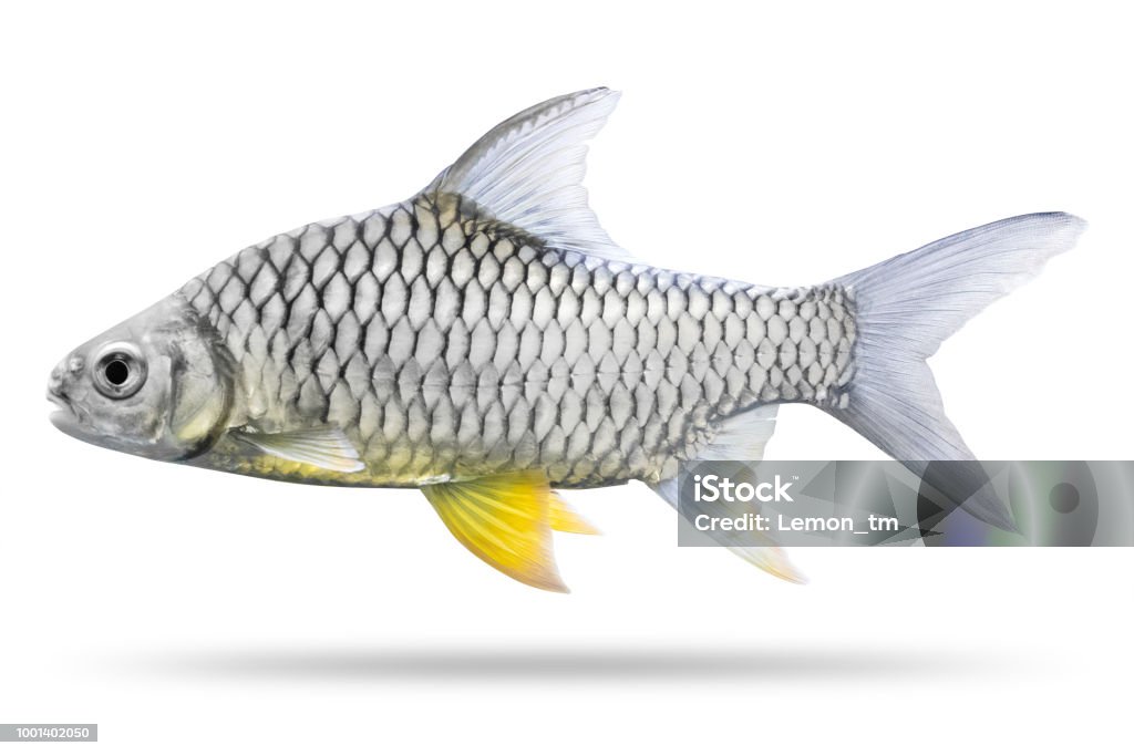 Masear Fish Freshwater Fish Isolated On White Background Thai Mashseer Or Greater ...