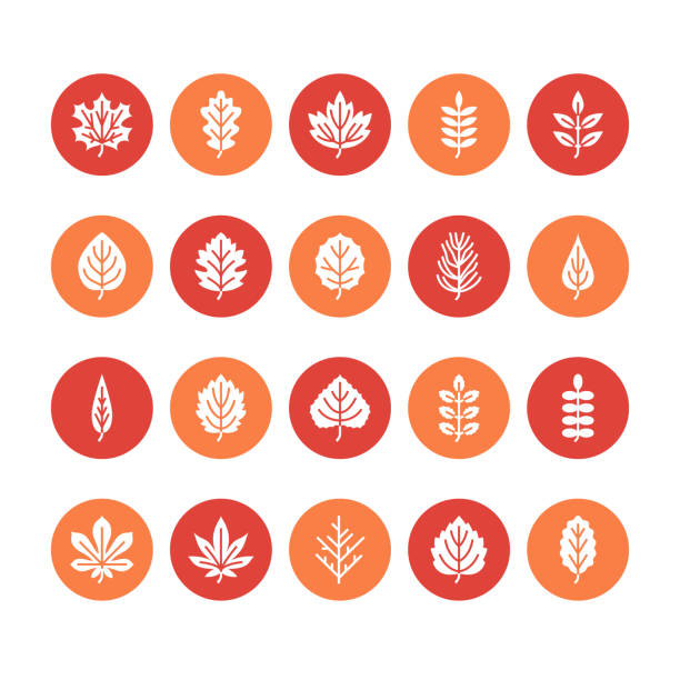 ilustrações, clipart, desenhos animados e ícones de ícones de glifo plana de folhas de outono. tipos de folha, rowan, árvore de vidoeiro, bordo, castanha, carvalho, pinho cedro, tília, bola rosa. sinais de pixel de silhueta sólida natureza plantas perfeito 64x64 - oak leaf leaf maple leaf autumn