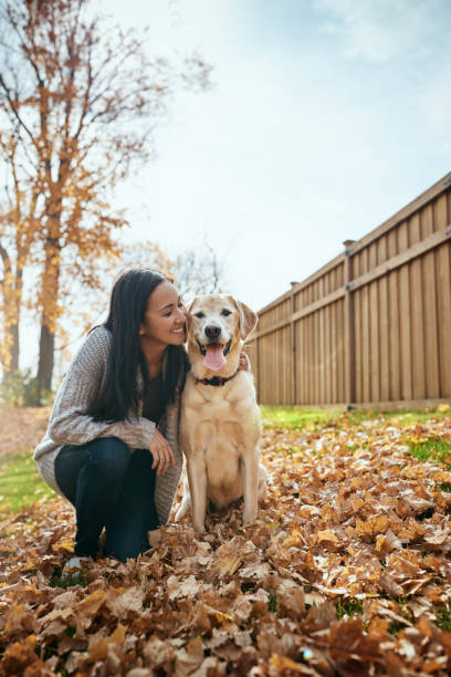 istock My labbie, my love 1001404420