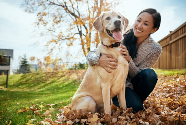 Playtime builds that pet parent bond Shot of an attractive young woman having fun with her dog on an autumn day in a garden lady dog stock pictures, royalty-free photos & images