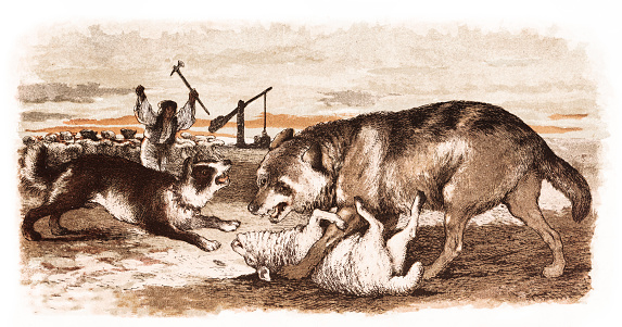 Illustration of a Shepherd and his dog protecting sheep attacked by wolf