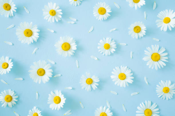 istock Fresh, white daisies with petals on pastel blue background. Beautiful flower pattern. Springtime. Soft light color. Mockup for special offers as advertising or other ideas. Flat lay. Top view. 1001413062