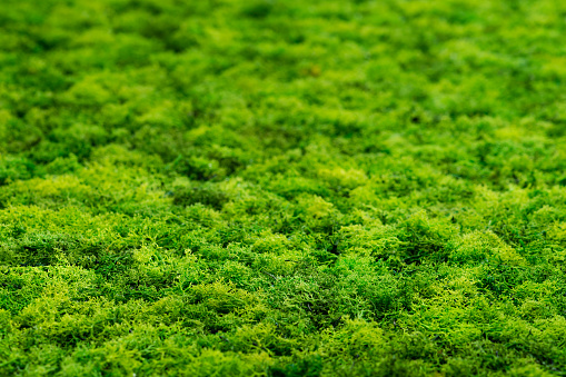 Green moss texture background Shallow DOF, copy space
