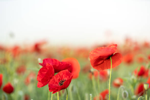 istock close up from an poppie 1001414298