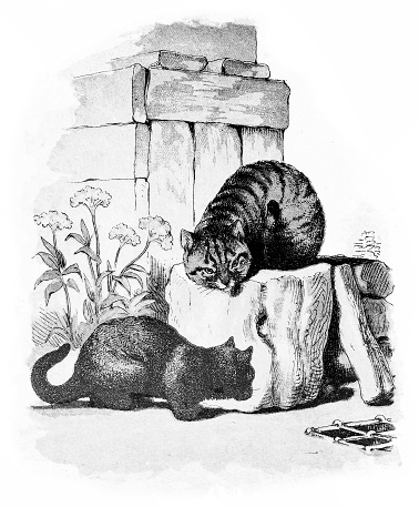 Illustration of a Cat (Felis domesticus)