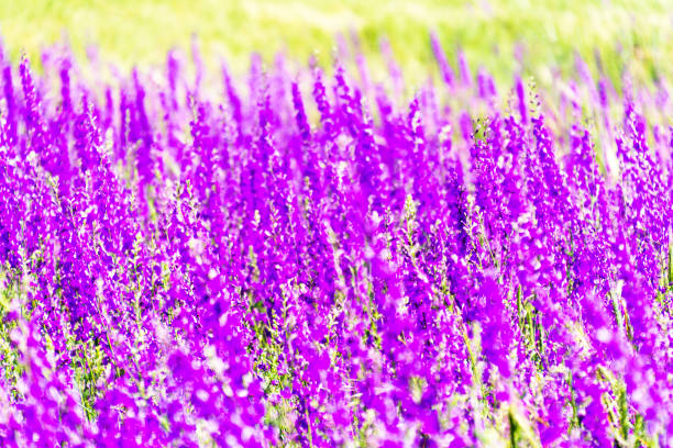 purple background with small flowers. Selective focus
