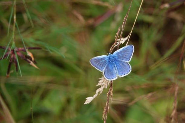 обычная голубая бабочка - shropshire blue стоковые фото и изображения