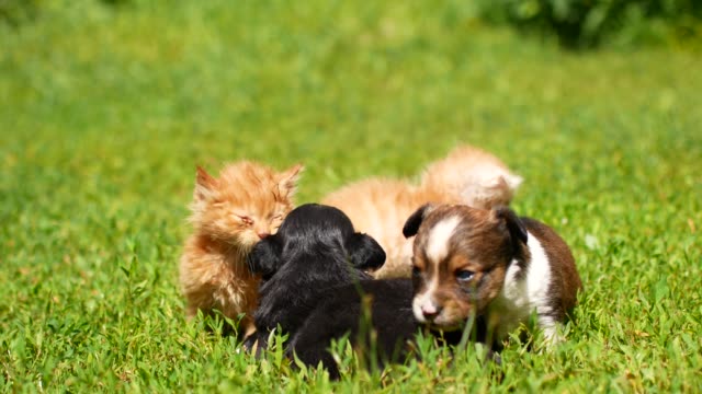 kittens and puppies are playing on the grass