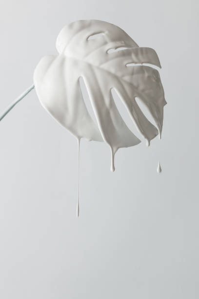 White painted monstera tropical leaf with dripping paint.  Minimal nature still life concept.