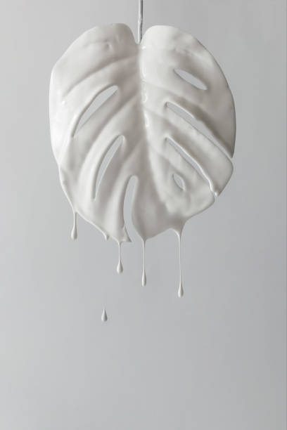 istock White painted monstera tropical leaf with dripping paint.  Minimal nature still life concept. 1001419936