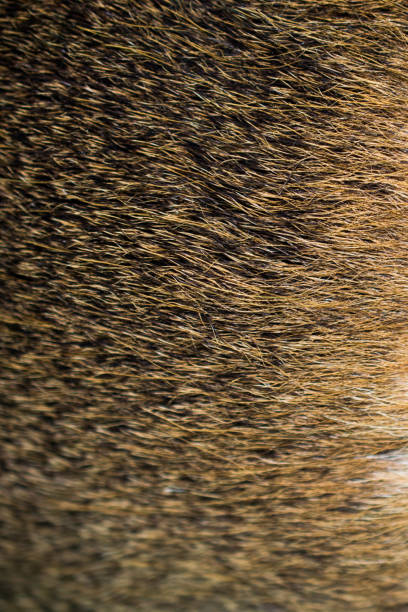 istock Decorative animal  fur as a background 1001422428