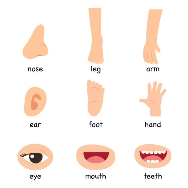 ilustraciones, imágenes clip art, dibujos animados e iconos de stock de ilustración de vocabulario parte del cuerpo - pie término anatómico