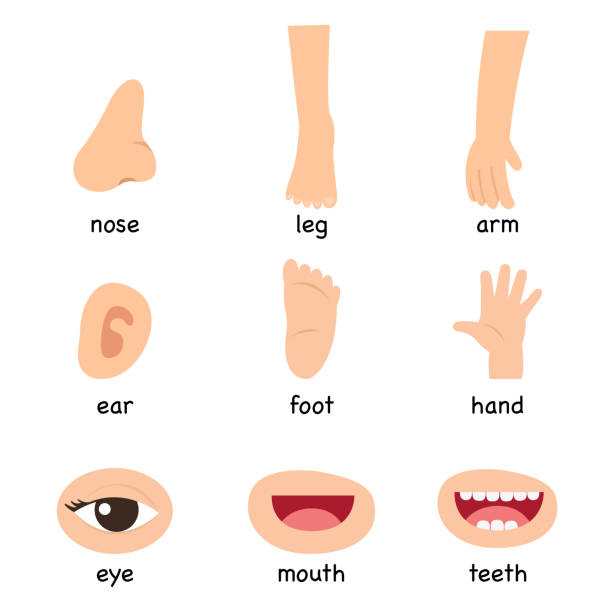 ilustracja części ciała ze słownictwa - palec u nogi człowiek stock illustrations