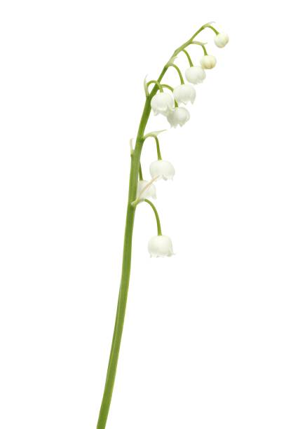 istock Lily of the valley 1001424124