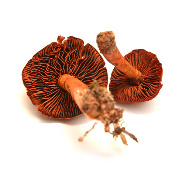 istock Cortinarius phoeniceus mushroom 1001424686