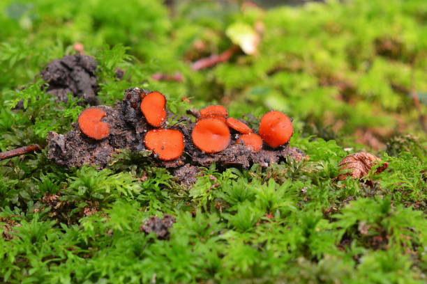 istock Scutellinia scutellata mushroom 1001426278