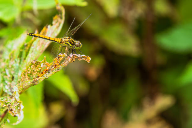 Beautiful dragonfly on a dry leaf in the woods close-up