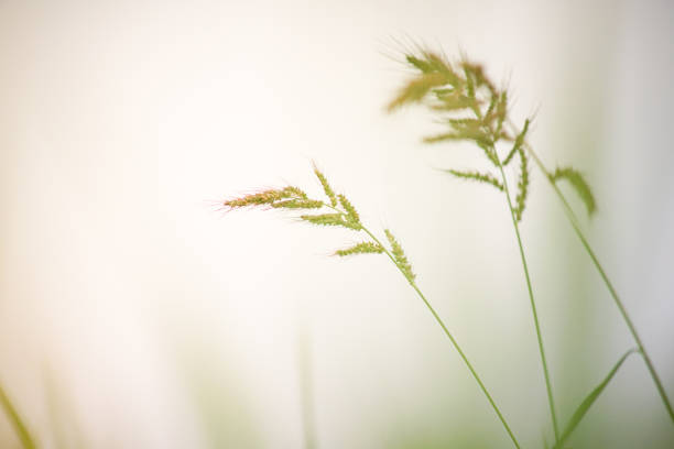 istock Close up Jungle rice, Birdsrice 1001431228