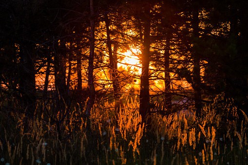 Bright orange sundown in the dark coniferous forest in Kinburn