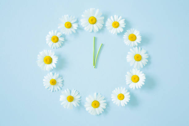 Flower clock created from fresh, beautiful white daisies on pastel blue background. Wild flowers. Soft light color. Time concept.