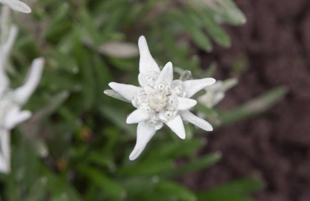 istock beautiful edelweiss flower 1001435342