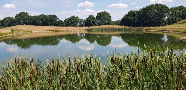 istock Bulrush plants at edge of a lake. 1001437932
