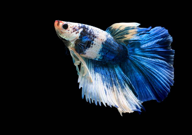 istock Fish fighting, beautiful fish, colorful fish fighting Siam, on a black background. 1001446570