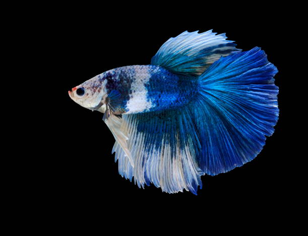 istock Fish fighting, beautiful fish, colorful fish fighting Siam, on a black background. 1001447010