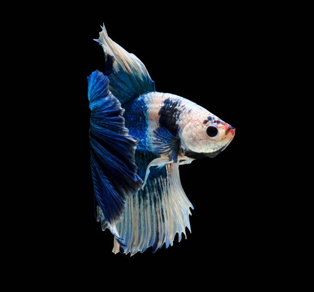 istock Fish fighting, beautiful fish, colorful fish fighting Siam, on a black background. 1001447012