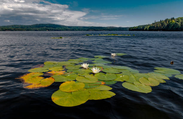 Portrait of a waterlilies in a lake