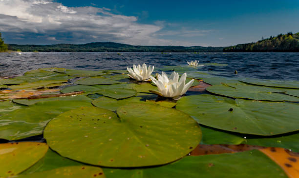 Portrait of a waterlilies