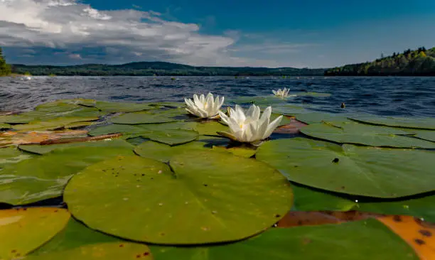 Portrait of a waterlilies in a lake