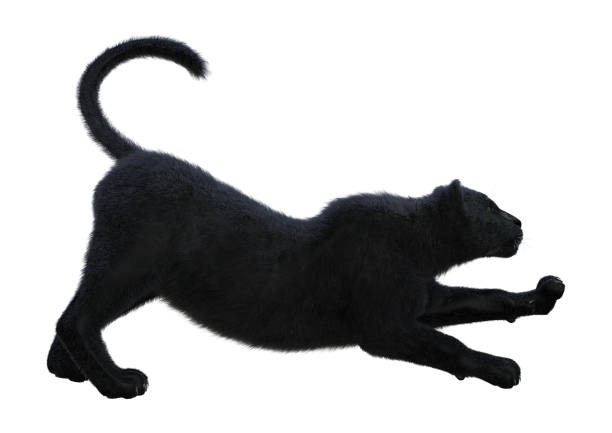 istock 3D illustration black panther on white 1001460826