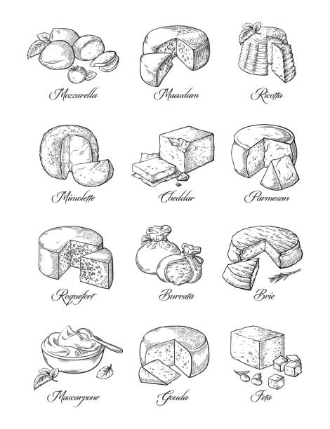 set of different cheese set of different cheese Vector illustration collection roquefort cheese stock illustrations