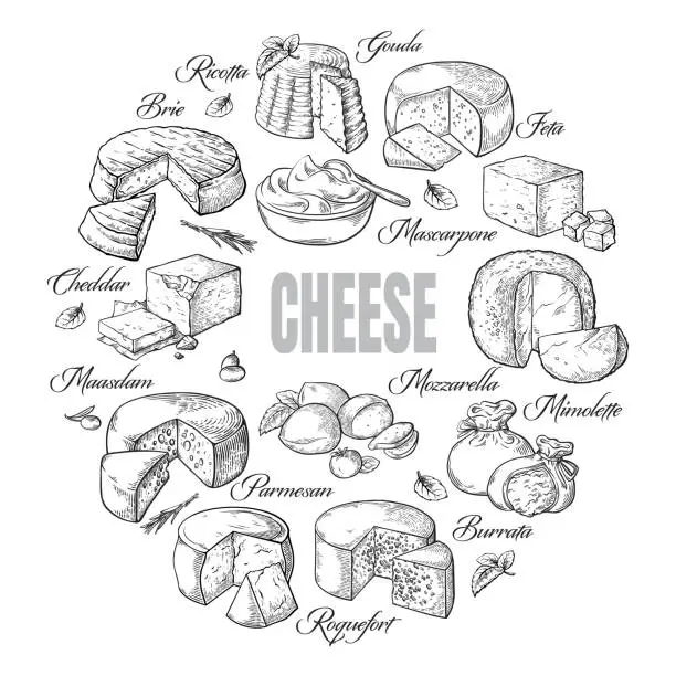 Vector illustration of circular background of different cheese top view