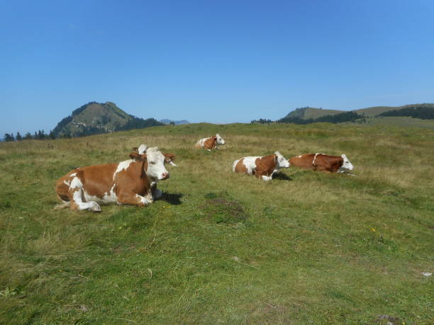 istock cows grazing on a medow in the mountains 1001468574
