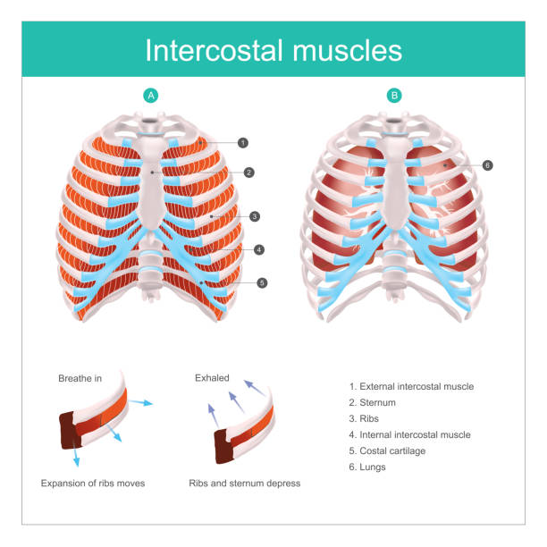 mięśnie międzyżelitowe - rib cage stock illustrations