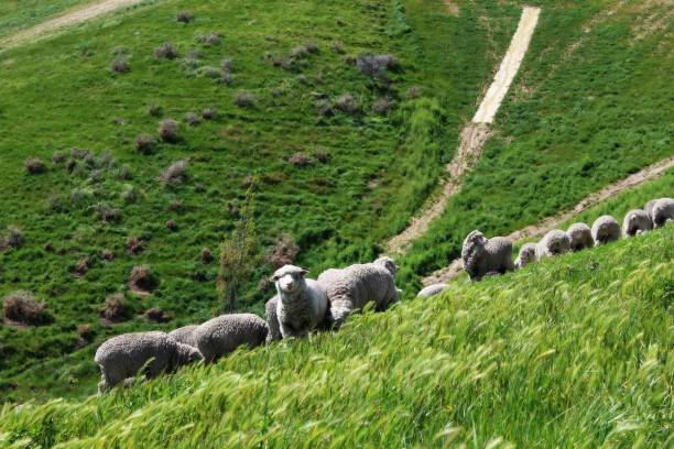 istock Hiking in Wither Hills Farm 1001469180