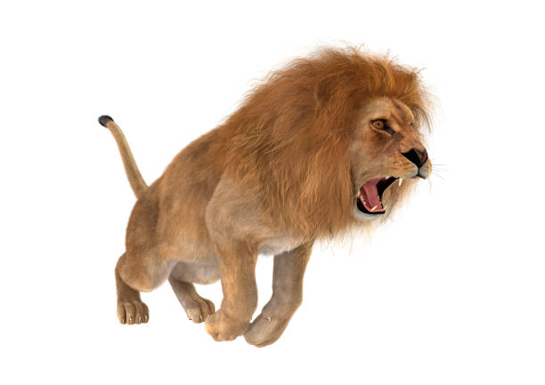 an adult male African Lion (Panthera leo leo) isolated on a natural green background