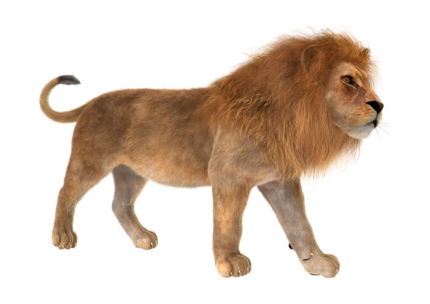 istock 3D illustration male lion on white 1001469262