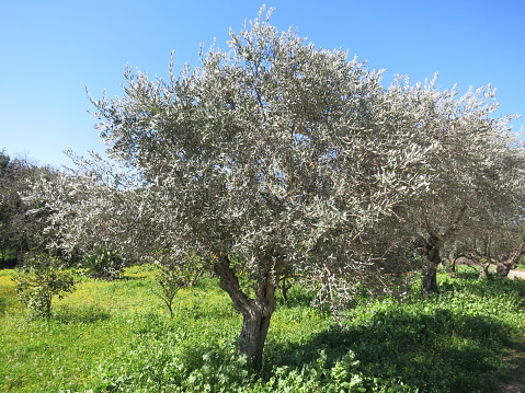 Olive trees orchad