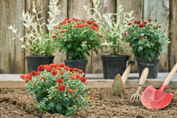 istock Garden flowers for planting and garden tools 1001469772