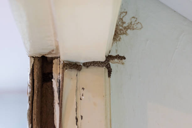 istock termites nest on wooden door jamb 1001475824